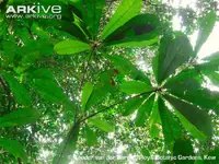 Moabi-leaves-underside.webp