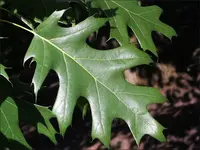 OAK_RED2_leaves.webp