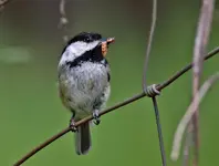 Chickadee12.webp