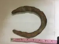 HorseShoe2.webp