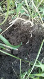 Quick Hunt, Big Results june 25 2016 041.webp