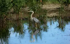 wetland haron 1.webp