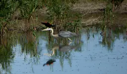 wetland haron 2.webp