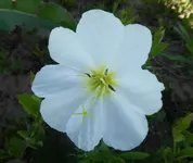 wetland flower unaltered.webp