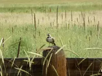 horned lark 4 super hero.webp