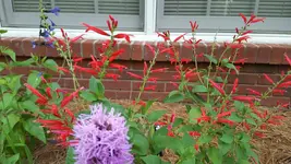 Pineapple sage.webp