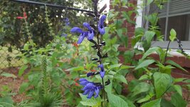 black and blue Salvia.jpg
