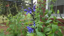 black and blue Salvia.webp