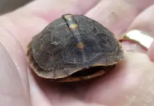 turtle.webp