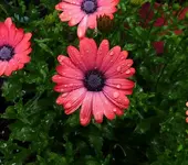 DSCN1786.webp
