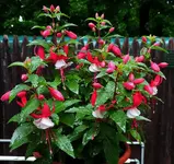 DSCN1787.webp