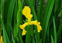DSCN1354.webp