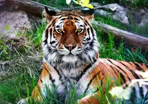 lanae's tiger.webp