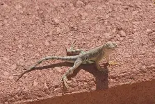 Lizard_03-10-13_2.webp