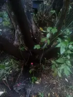 1468324223940-1379391893.webp