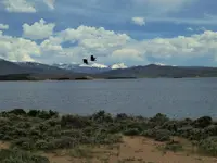 RMP34 crows.webp