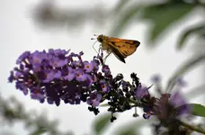 DSC_0072.webp