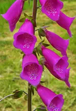 DSCN0255.webp