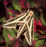Moth (2).webp