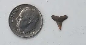 20160705 sharks tooth.webp