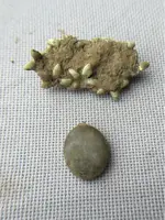 ImageUploadedByTreasureNet.com1464000706.031490.webp