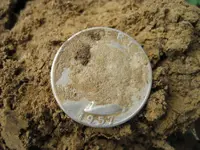 R2 2 Silver Coins & Ring 007.webp R2 2 Silver Coins & Ring 007.webp