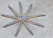 nine-armed-sea-star.webp