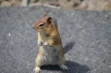 Chipmonk1.webp