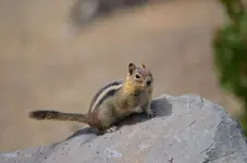 Chipmonk.webp