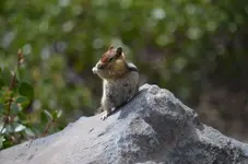 Chipmonk2.webp