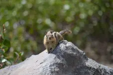 Chipmonk4.webp