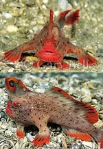 red-handfish-fins.webp