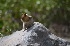 Chipmonk3.webp