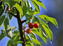 Backlitcherry.webp