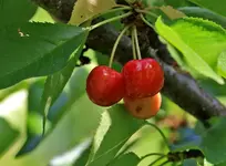 cherryone.webp