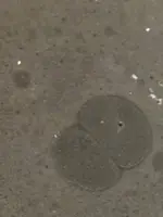 13231130_821969937908321_382911470_n.webp
