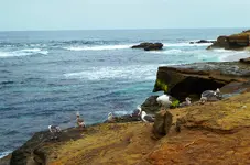 sd trip la jolla cove 1.webp