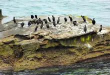 sd trip la jolla cove 3.webp