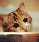 beggingeyes.webp