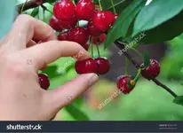 ImageUploadedByTreasureNet.com1466207724.876293.webp