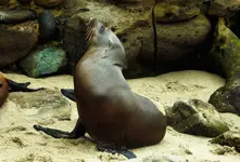 sd trip la jolla cove 6.webp
