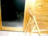 cougar1.webp