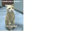 catcookie.webp