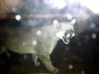 cougar2.webp