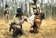 dog.webp