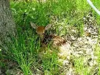 fawn1.webp