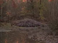 beaverhome.webp