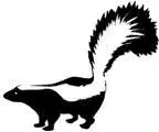 skunked.webp