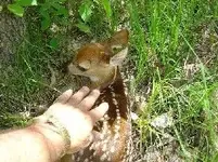 fawn3.webp
