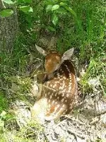 fawn4.webp